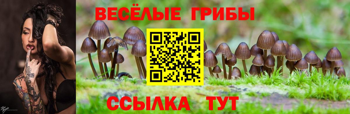 Псилоцибиновые грибы GOLDEN TEACHER Камень-на-Оби